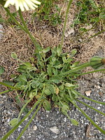 Urosperme de Dalechamps - Urospernum dalechampii (photo Mrugala F.)(3)